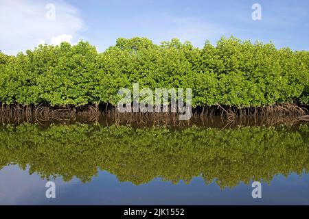 Les mangroves (Rhizophoraceae) sont protégées dans le monde entier, Yap, Micronésie, Océan Pacifique, Asie Banque D'Images