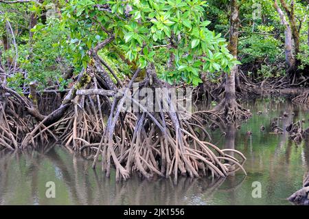 Les mangroves (Rhizophoraceae) sont protégées dans le monde entier, Yap, Micronésie, Océan Pacifique, Asie Banque D'Images