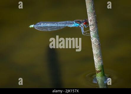 Mouche à œil rouge (Erythromma najas), réserve naturelle d'Anderton, Cheshire, Angleterre, Royaume-Uni, Europe Banque D'Images