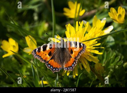 Petit papillon Tortoiseshell (Aglais urticaire) sur fleurs sauvages jaunes, Cheshire, Angleterre, Royaume-Uni, Europe Banque D'Images
