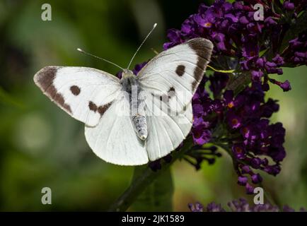 Femelle Grand papillon blanc (Pieris brassicae), Cheshire, Angleterre, Royaume-Uni, Europe Banque D'Images