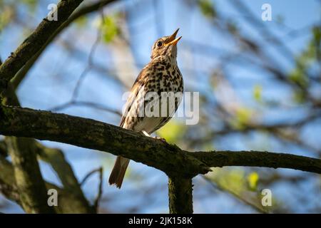 Song Thrush (Turdus philomelos), Cheshire, Angleterre, Royaume-Uni, Europe Banque D'Images