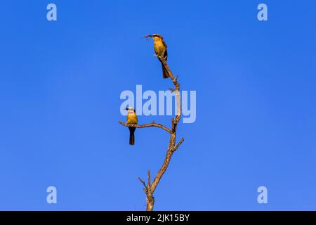 Les mangeurs d'abeilles à front blanc (Merops bullockoides) mangent des insectes dans un arbre mort dans la réserve de gibier de Welgevonden, Afrique du Sud, Afrique Banque D'Images