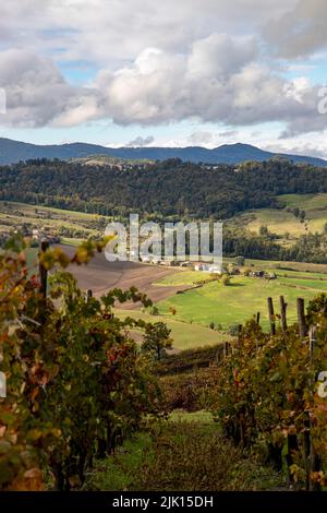 Collines et vignobles d'Oltre po Pavese en automne, Apennines du Nord, Pavia, Lombardie, Italie, Europe Banque D'Images