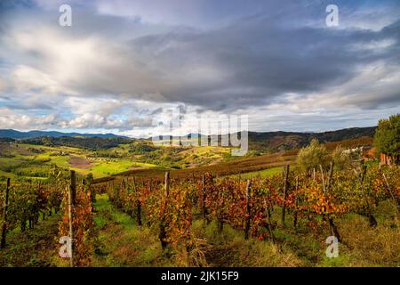 Collines et vignobles d'Oltre po Pavese en automne, Apennines du Nord, Pavia, Lombardie, Italie, Europe Banque D'Images