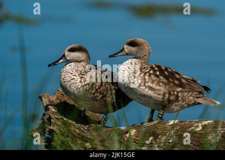 Sarcelle marbrée (Marmaronetta angustirostris), Parc National et naturel du Donana, Andalousie, Espagne, Europe Banque D'Images