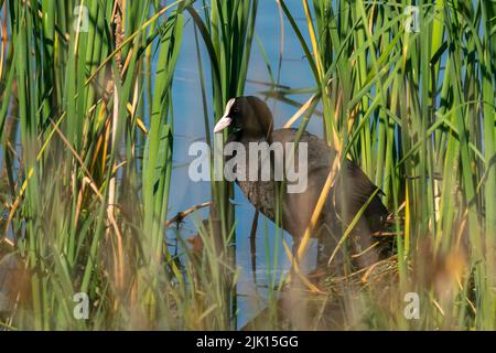 Cuisine eurasienne (Fulica atra), Parc National et naturel de Donana, Andalousie, Espagne, Europe Banque D'Images