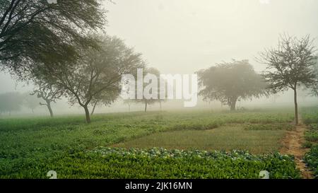 Brouillard matinal sur le jardin et le champ. Agriculture et culture végétale. Une alimentation saine. Paysage d'hiver à la campagne. Banque D'Images