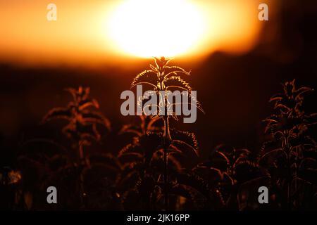 Des orties qui s'accrochent des orties qui brillent devant le magnifique coucher de soleil d'été Banque D'Images