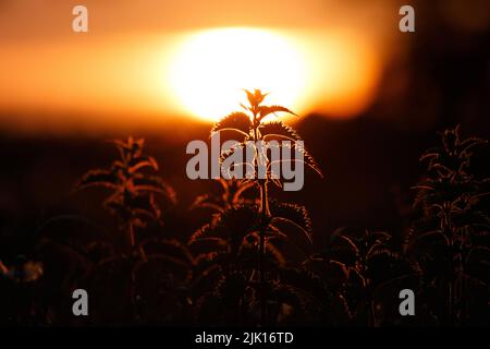 Des orties qui s'accrochent des orties qui brillent devant le magnifique coucher de soleil d'été Banque D'Images