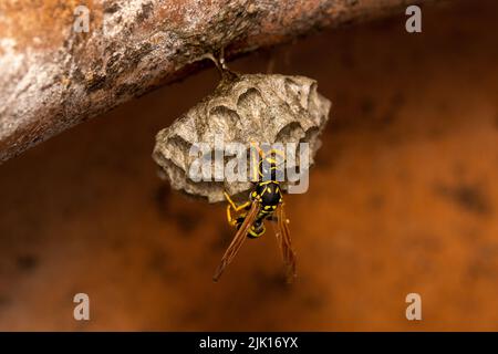 Une Paperwasp européenne, Haus-Feldwespe (Polistes dominula) assis sur un nid Banque D'Images