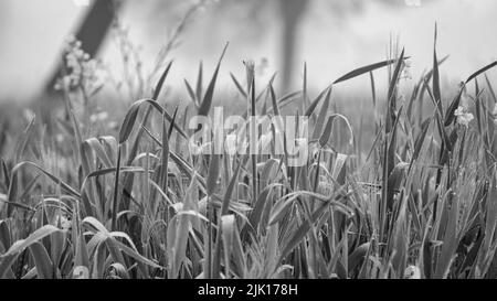 Photo en noir et blanc, belle nature paysage de champ de gros plan avec des gouttes d'eau. Gouttes d'eau sur les plants de blé. Banque D'Images