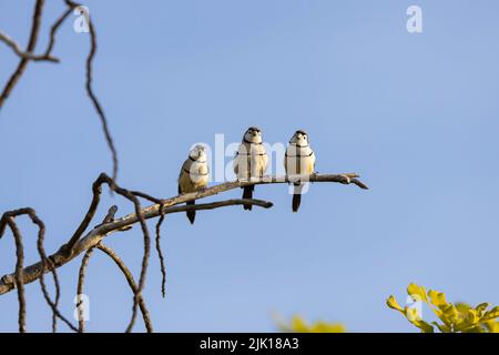 La famille de finch à double barré profite du soleil à Kununurra, en Australie occidentale Banque D'Images
