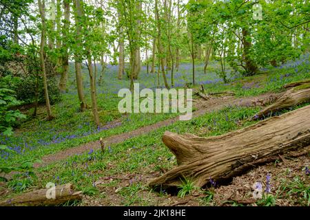 Cloches de bois de Dolops, Polstead, Suffolk Banque D'Images