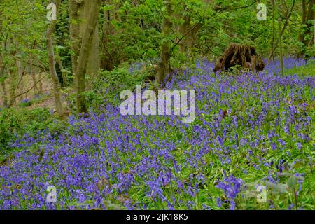 Cloches de bois de Dolops, Polstead, Suffolk Banque D'Images
