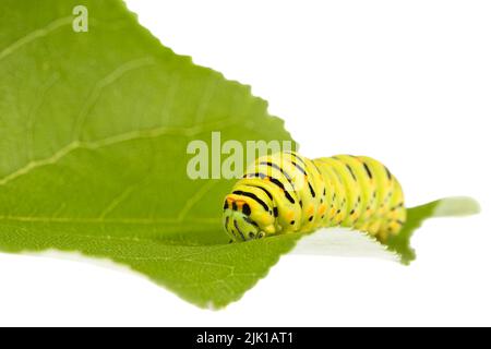 Gros plan extrême d'une chenille de queue d'aronde (Papilio Machaon, queue d'aronde du Vieux monde) reposant sur une feuille verte, isolée sur fond blanc. Banque D'Images