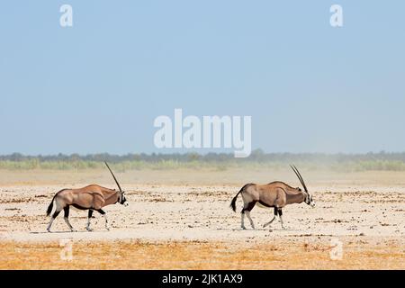 Antilopes de Gemsbok (Oryx gazella) marchant sur le pan d'Etosha, parc national d'Etosha, Namibie Banque D'Images