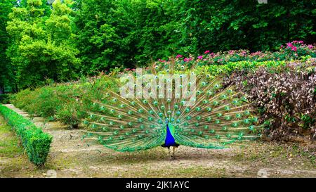 Peacock avec sa queue ouverte montrant des couleurs vives dans une disposition symétrique. Aranjuez. Banque D'Images