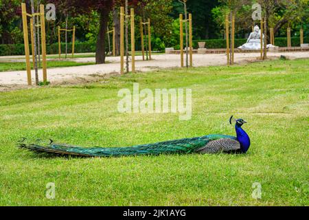 Peacock situé dans l'herbe verte d'un parc public. Aranjuez. Banque D'Images