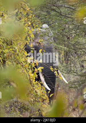 Comme la savane commence à sécher le régime des éléphants change de l'herbe fraîche à la navigation plus sur les arbres et les arbustes et sont plus souvent trouvés dans les épaississants Banque D'Images