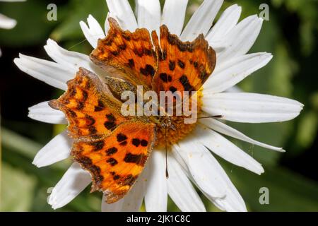 Papillon virgule (Polygonia c-album) se nourrissant sur la fleur sous le soleil d'été. Sussex, Royaume-Uni Banque D'Images