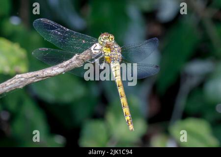 Femelle de dard à duvet (Sympetrum striolatum) Sussex, Royaume-Uni Banque D'Images