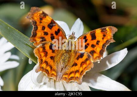 Papillon virgule (Polygonia c-album) se nourrissant sur la fleur sous le soleil d'été. Sussex, Royaume-Uni Banque D'Images