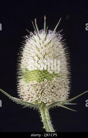 Blanc de la cuillère à thé de willd (Diposacus fullonum) tête de fleur avec ceinture centrale étroite avec des fleurs s'ouvrant au-dessus et en dessous, juillet Banque D'Images