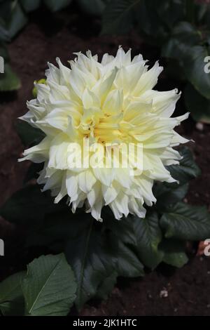 Espèce de fleur de dahlia de couleur blanche avec des nuances de jaune Banque D'Images