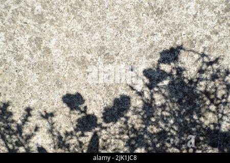 Ombres à fleurs sur un fond en béton Banque D'Images