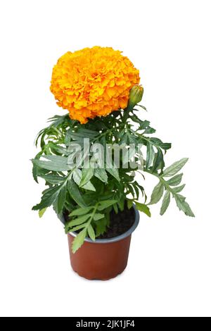 Plante florale orange marigold en pot isolée sur fond blanc Banque D'Images