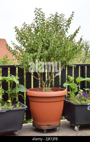 Arbre de crépe-myrte dans le conteneur. Concept de jardin urbain Banque D'Images