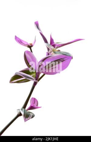 Branche Tradescantia Nanouk isolée sur fond blanc Banque D'Images