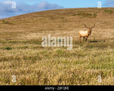 Wapiti sauvage à point Reyes National Seashore, Californie Banque D'Images