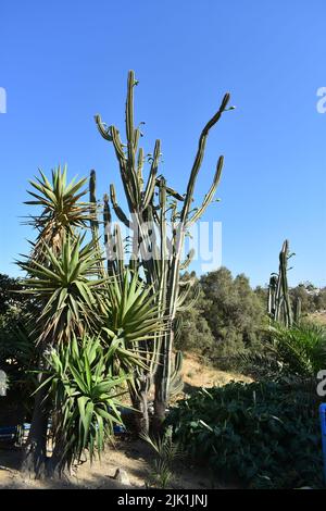 Cactus gargen dans l'île de Mykonos, Grèce. Cylindropuntia est un genre de cactus, contenant des espèces communément connues sous le nom de chollas, indigènes au nord du Mexique. Banque D'Images