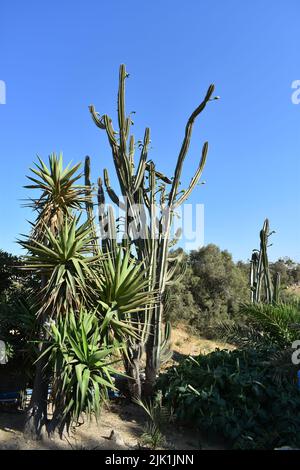 Cactus gargen dans l'île de Mykonos, Grèce. Cylindropuntia est un genre de cactus, contenant des espèces communément connues sous le nom de chollas, indigènes au nord du Mexique. Banque D'Images