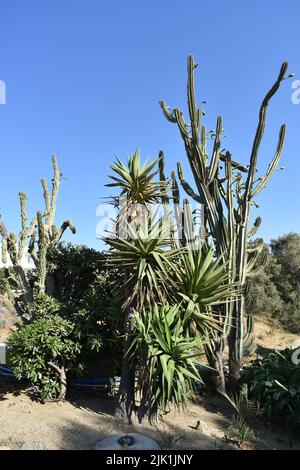 Cactus gargen dans l'île de Mykonos, Grèce. Cylindropuntia est un genre de cactus, contenant des espèces communément connues sous le nom de chollas, indigènes au nord du Mexique. Banque D'Images