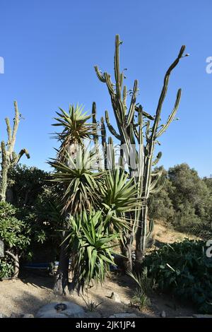 Cactus gargen dans l'île de Mykonos, Grèce. Cylindropuntia est un genre de cactus, contenant des espèces communément connues sous le nom de chollas, indigènes au nord du Mexique. Banque D'Images