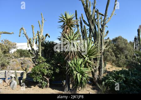 Cactus gargen dans l'île de Mykonos, Grèce. Cylindropuntia est un genre de cactus, contenant des espèces communément connues sous le nom de chollas, indigènes au nord du Mexique. Banque D'Images