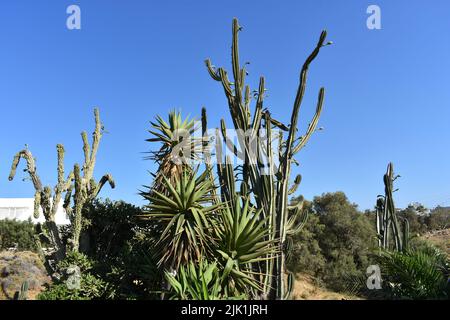 Cactus gargen dans l'île de Mykonos, Grèce. Cylindropuntia est un genre de cactus, contenant des espèces communément connues sous le nom de chollas, indigènes au nord du Mexique. Banque D'Images