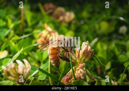 macro photographie d'une abeille sur une fleur blanche Banque D'Images