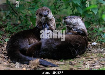 Les loutres canadiens jouant, aussi appelés loutres de rivière nord-américains (Lontra canadensis), loutres de rivière du nord et loutres de rivière (lutra canadensis) près de u Banque D'Images