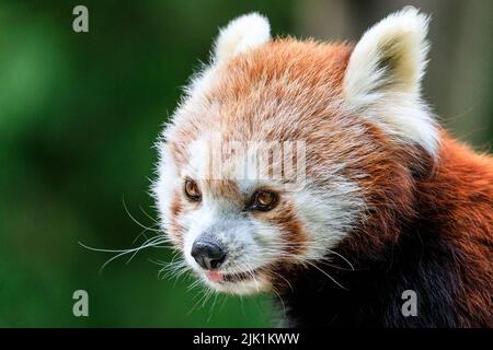 Panda rouge (Ailurus fulgens) gros plan, extérieur Banque D'Images