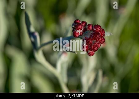 Image sélective d'une fleur rouge éternelle dans un pré. Banque D'Images