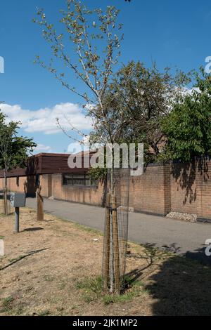 Slough, Berkshire, Royaume-Uni. 29th juillet 2022. Le conseil municipal de Slough appelle les résidents à l'aide pour arroser les arbres dans leur communauté locale, car certains arbres commencent à mourir après la canicule et le manque de pluie. Crédit : Maureen McLean/Alay Live News Banque D'Images