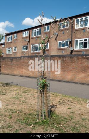 Slough, Berkshire, Royaume-Uni. 29th juillet 2022. Le conseil municipal de Slough appelle les résidents à l'aide pour arroser les arbres dans leur communauté locale, car certains arbres commencent à mourir après la canicule et le manque de pluie. Crédit : Maureen McLean/Alay Live News Banque D'Images