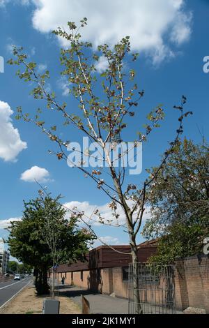 Slough, Berkshire, Royaume-Uni. 29th juillet 2022. Le conseil municipal de Slough appelle les résidents à l'aide pour arroser les arbres dans leur communauté locale, car certains arbres commencent à mourir après la canicule et le manque de pluie. Crédit : Maureen McLean/Alay Live News Banque D'Images