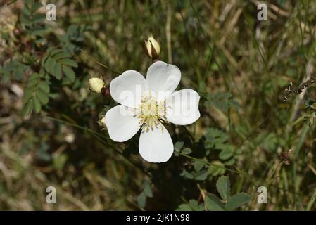 Gros plan image d'un seul chien-rose ensoleillé (Rosa canina) entouré de bourgeons et de feuillages verts, pris en juin sur l'île de Man, Royaume-Uni Banque D'Images