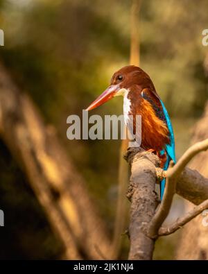 Un Kingfisher à gorge blanche perching sur un arbre Banque D'Images