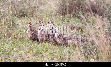 Une couvée de poussins d'autruche, Struthio camelus, caché dans la longue herbe du parc national de Nairobi, au Kenya. Banque D'Images